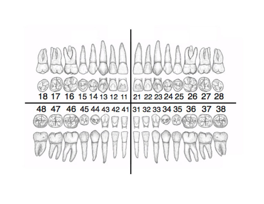 Quadrants Du Nombre De Dents Quadrants Du Nombre De Dents